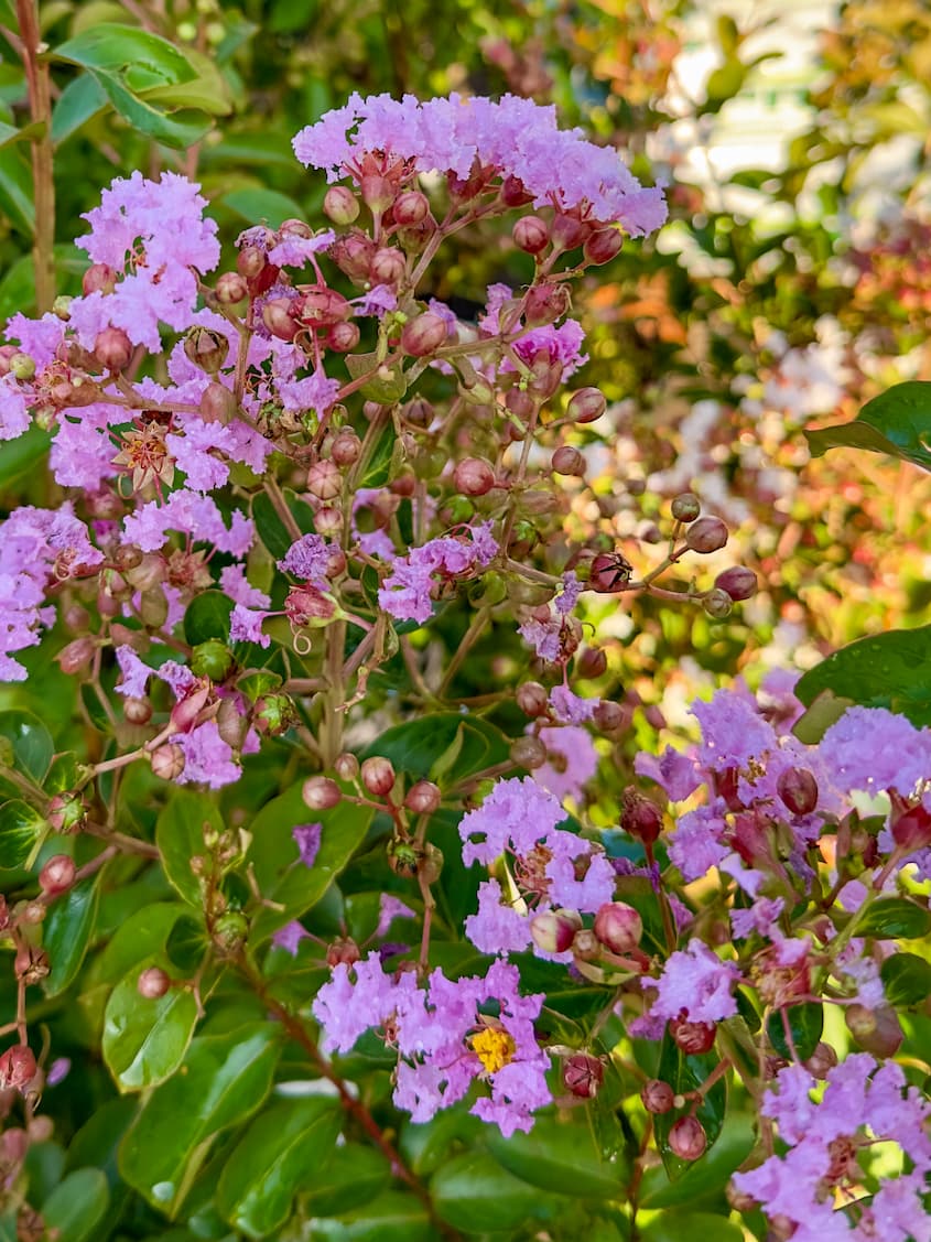 Lagerstroemia indica - Lagerstremija