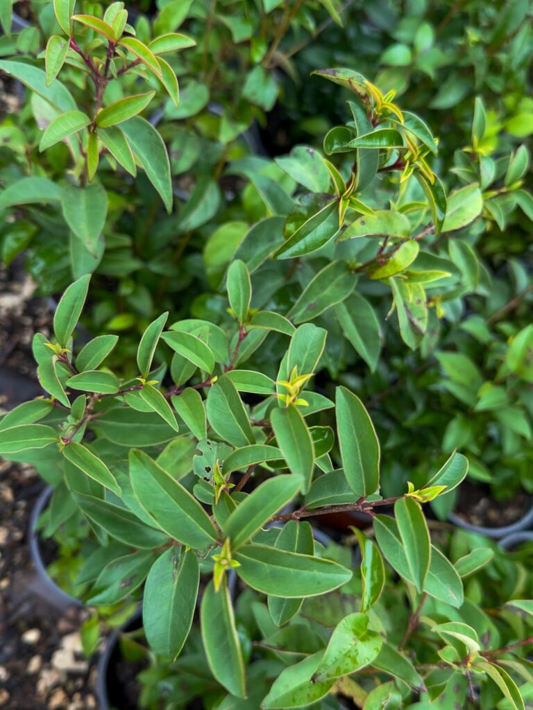 Ligustrum japonicum – Kalina
