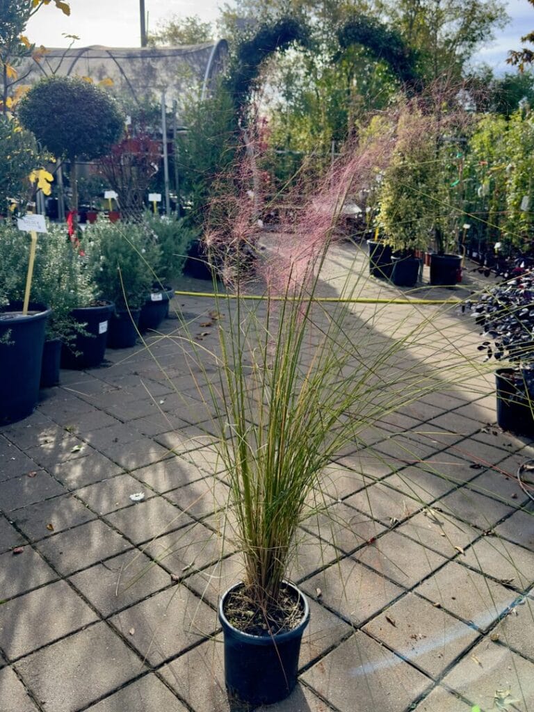 Muhlemberghia capilaris – Muhlembergija