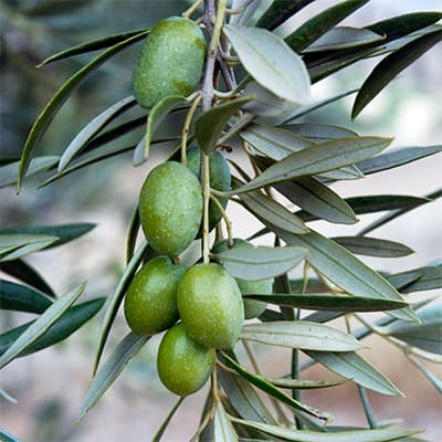 Olea europaea ‘Frantoio’