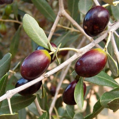 Olea europaea ‘Leccino’