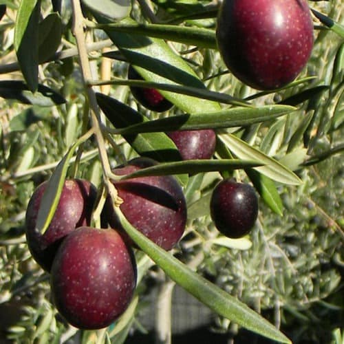 Olea europaea ‘Maurino’
