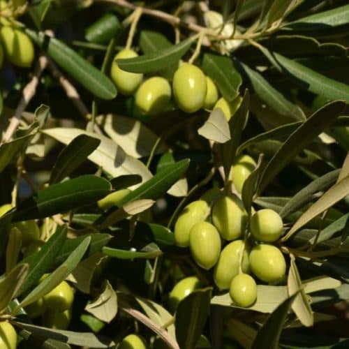 Olea europaea ‘Pendolino’
