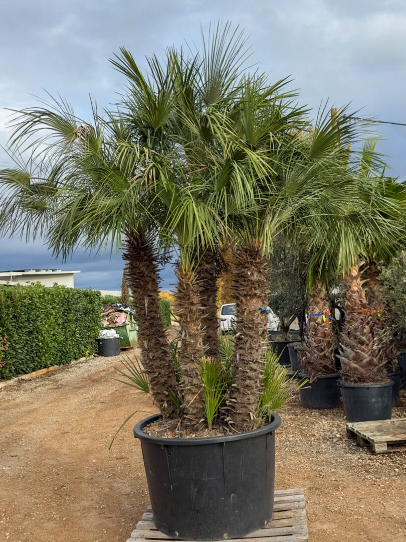 Palme i tropsko bilje