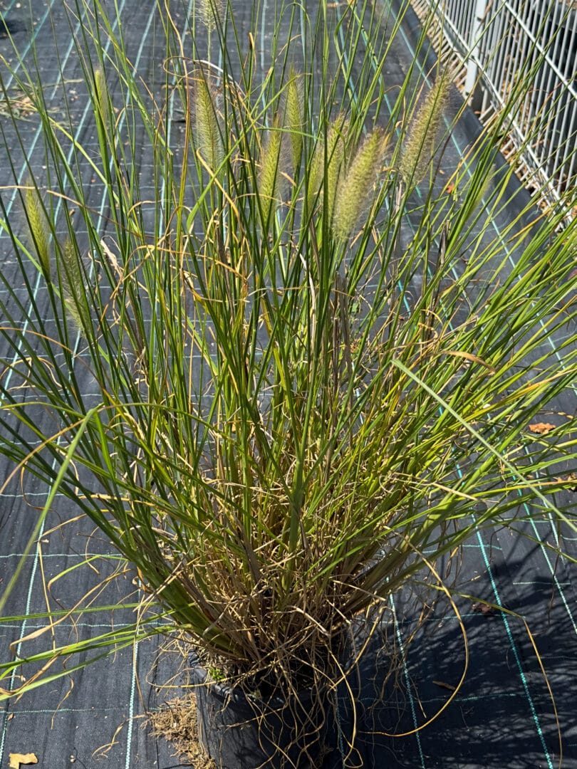 Pennisetum alop. litlle bunny
