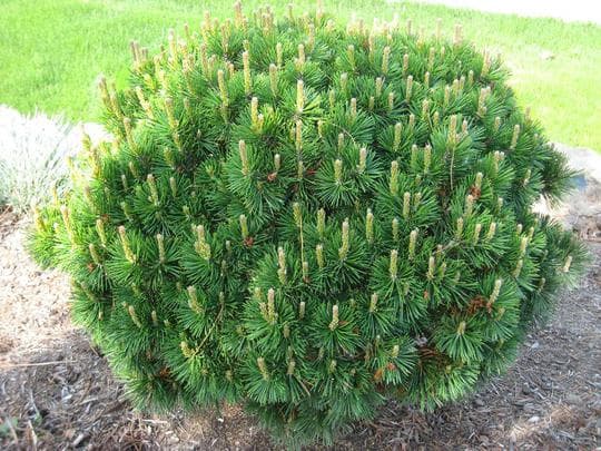 Pinus mugo ‘mughus’