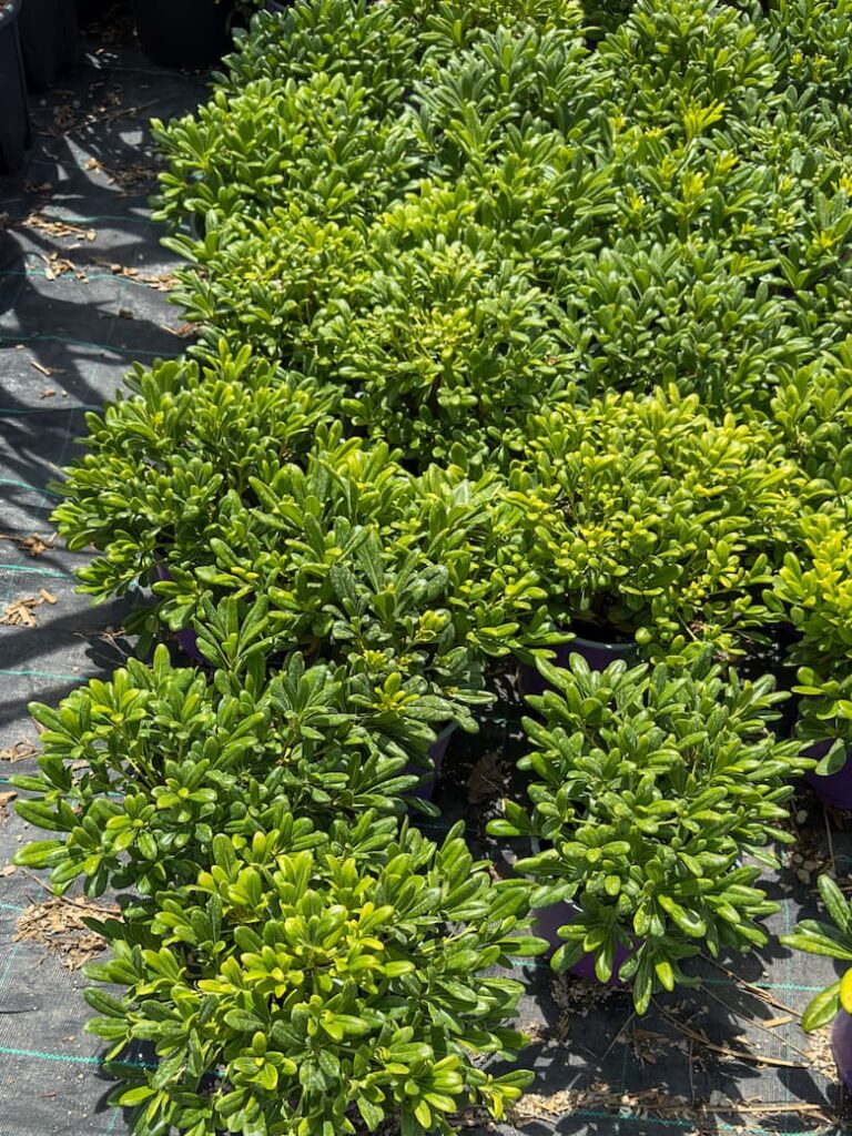 Pittosporum tobira ‘nanum’ – Pitospor ‘patuljatsi’