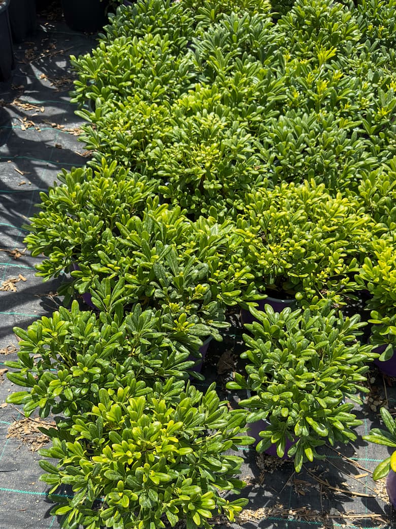 Pittosporum tobira 'nanum' - Pitospor 'patuljatsi'