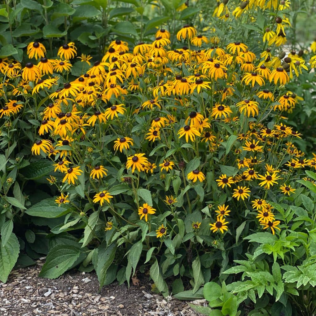 Rudbeckia fulgida – Rudbeckija