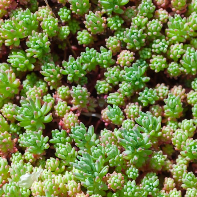 Sedum – razne vrste