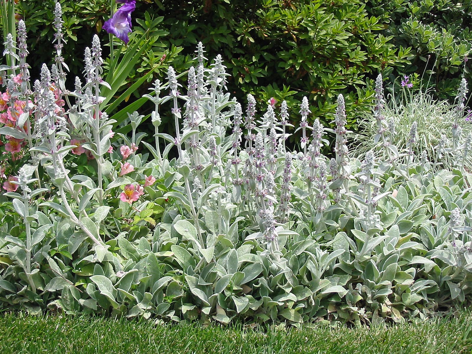 Stachys byzantina - Zečje uho