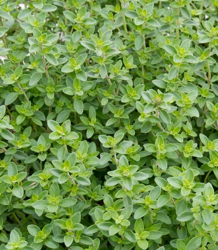 Origanum vulgare - origano