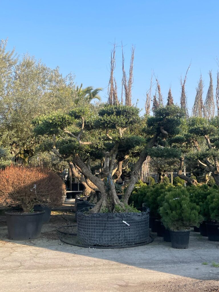 Olea europaea ‘pompon’