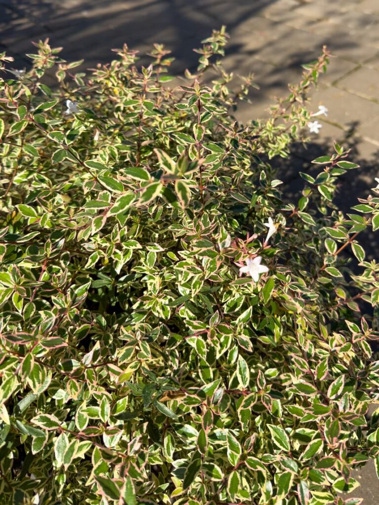 Abelia x grandiflora ‘Kaleidoscope’ – Abelija žutozelena