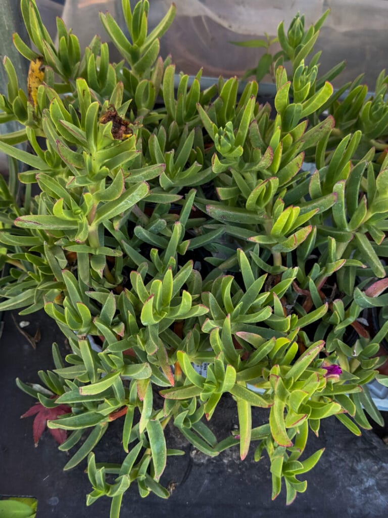 Carpobrotus acinaciformis – Karpobrot