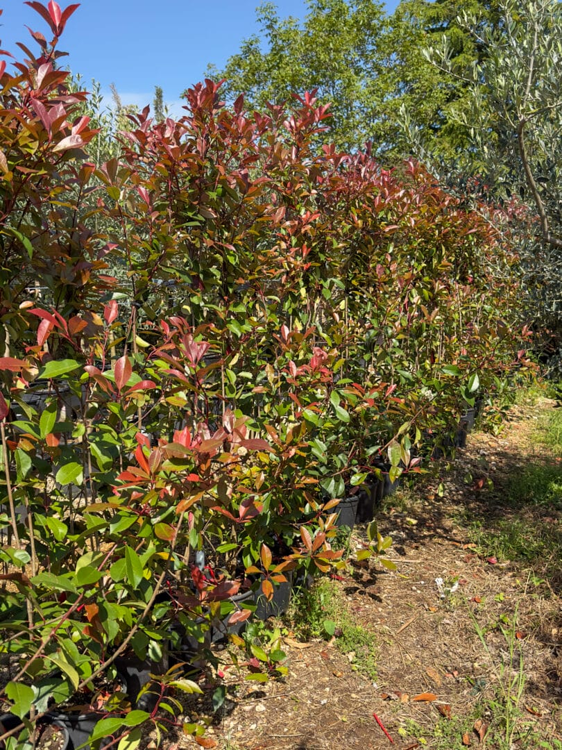 Bilje za živu ogradu