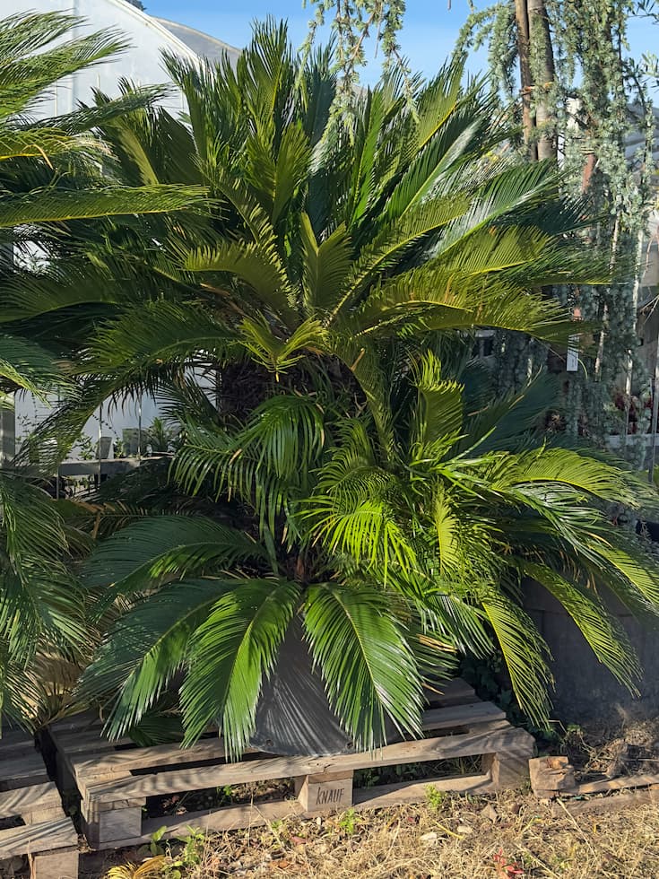 Cycas revoluta
