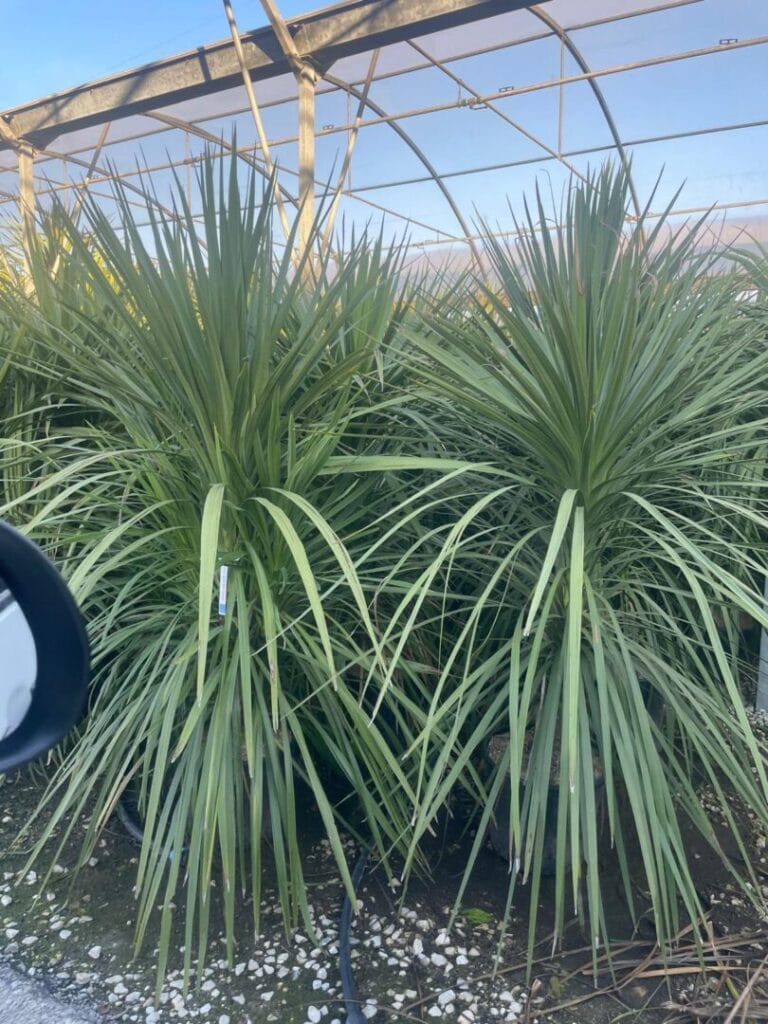 Cordyline indivisa syn. Dracena