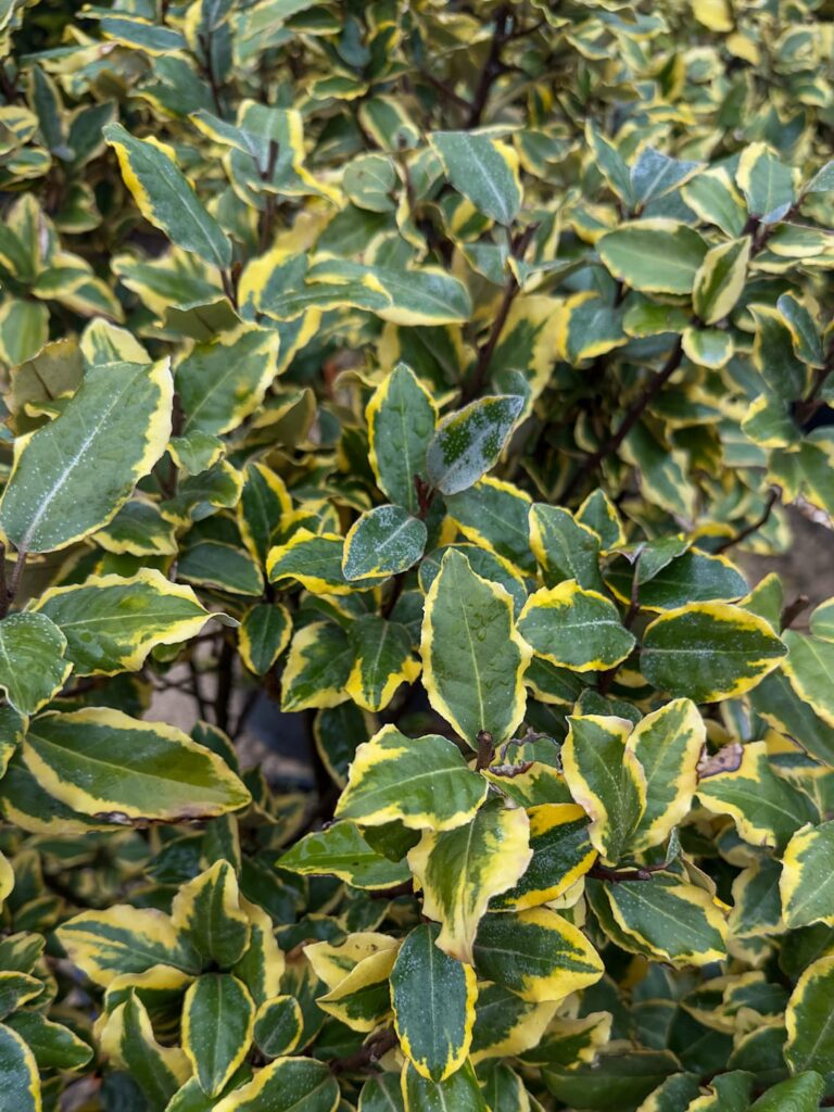 Elaegnus x ebbingei variegata – žutozeleni eleagnus