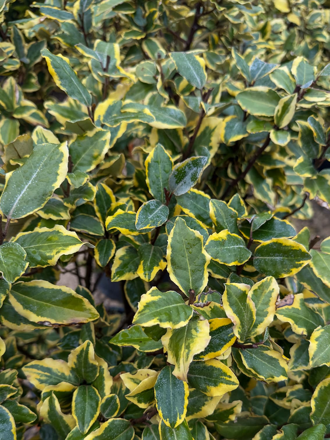 Elaegnus x ebbingei variegata - žutozeleni eleagnus