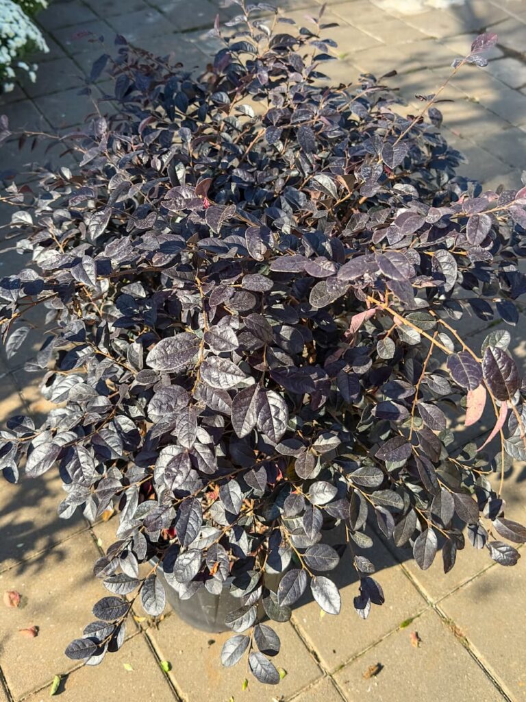 Loropetalum chinense – Loropetalum