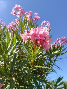 Nerium oleander - Oleander