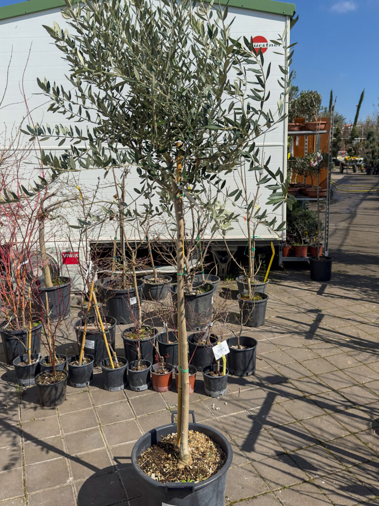 Olea europaea obujam debla 10-12