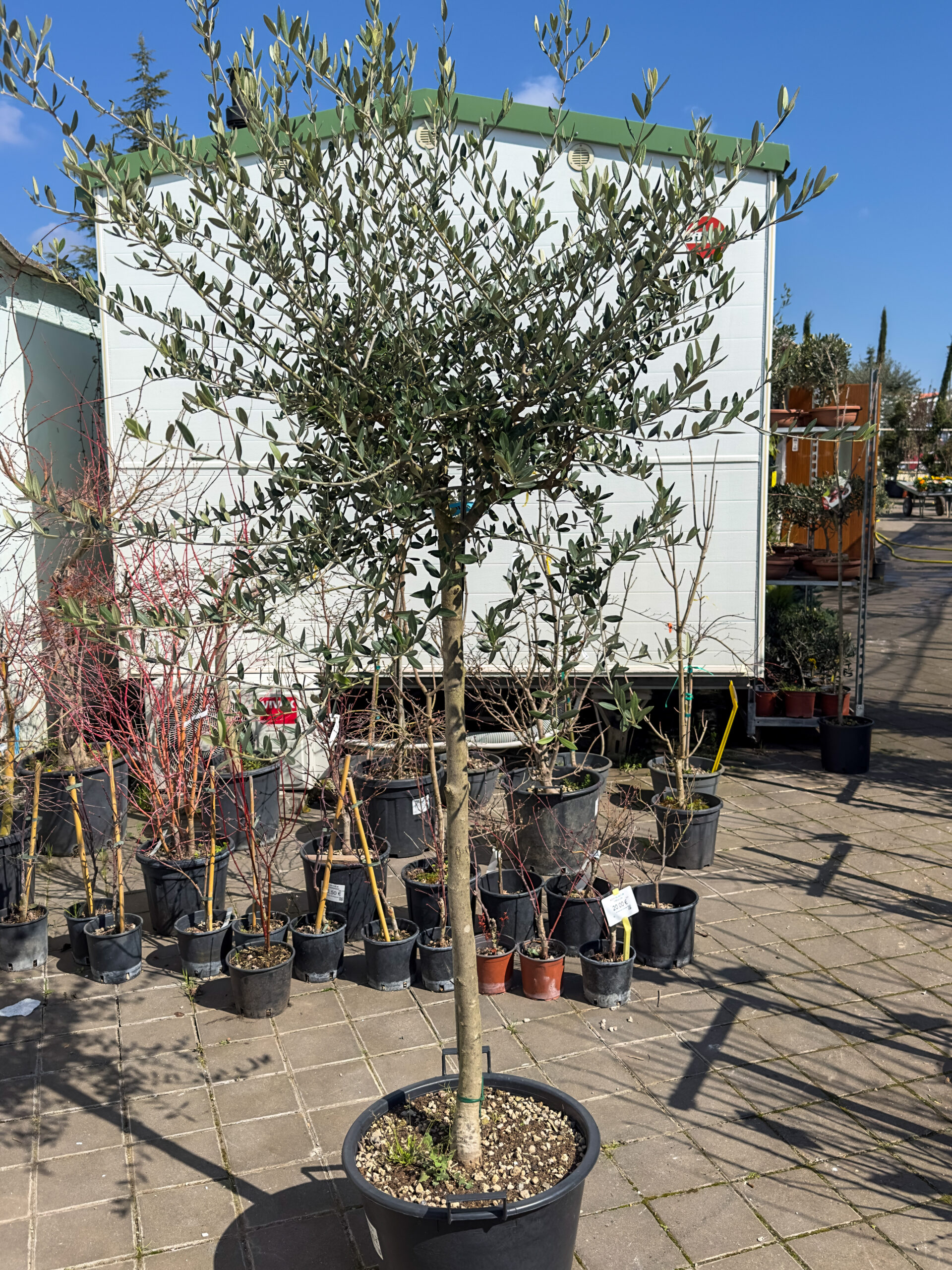 Olea europaea obujam debla 12-14