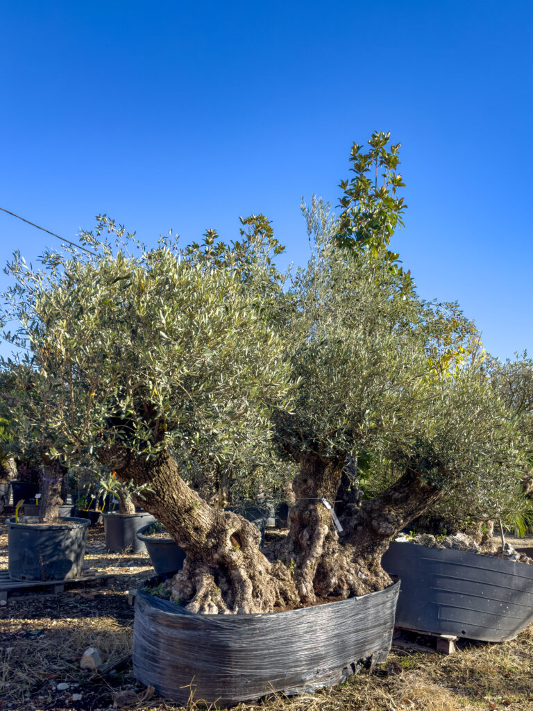 Olea europaea 3 debla