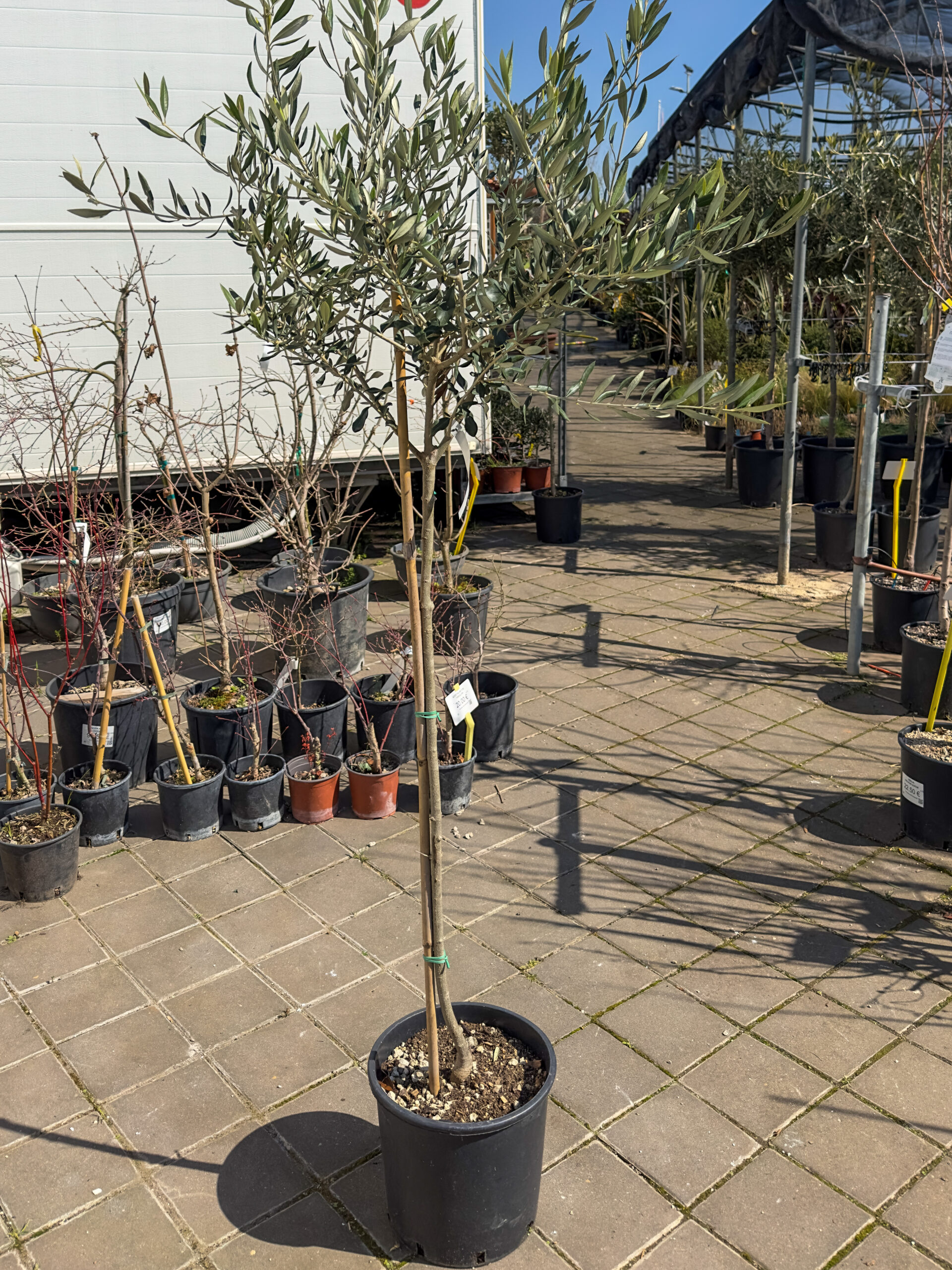 Olea europaea obim 6-8