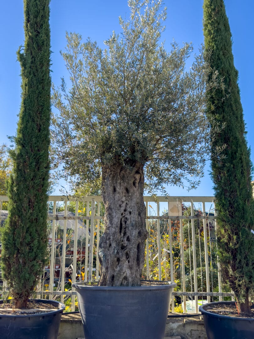 Olea europaea - Maslina