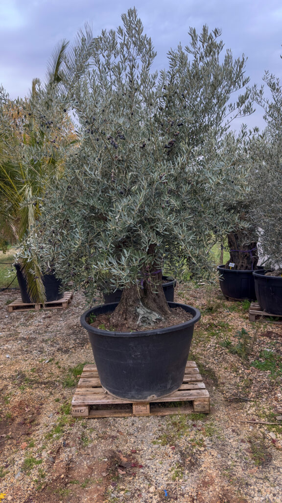 Olea europaea ‘rustic’ obujam debla 100-120