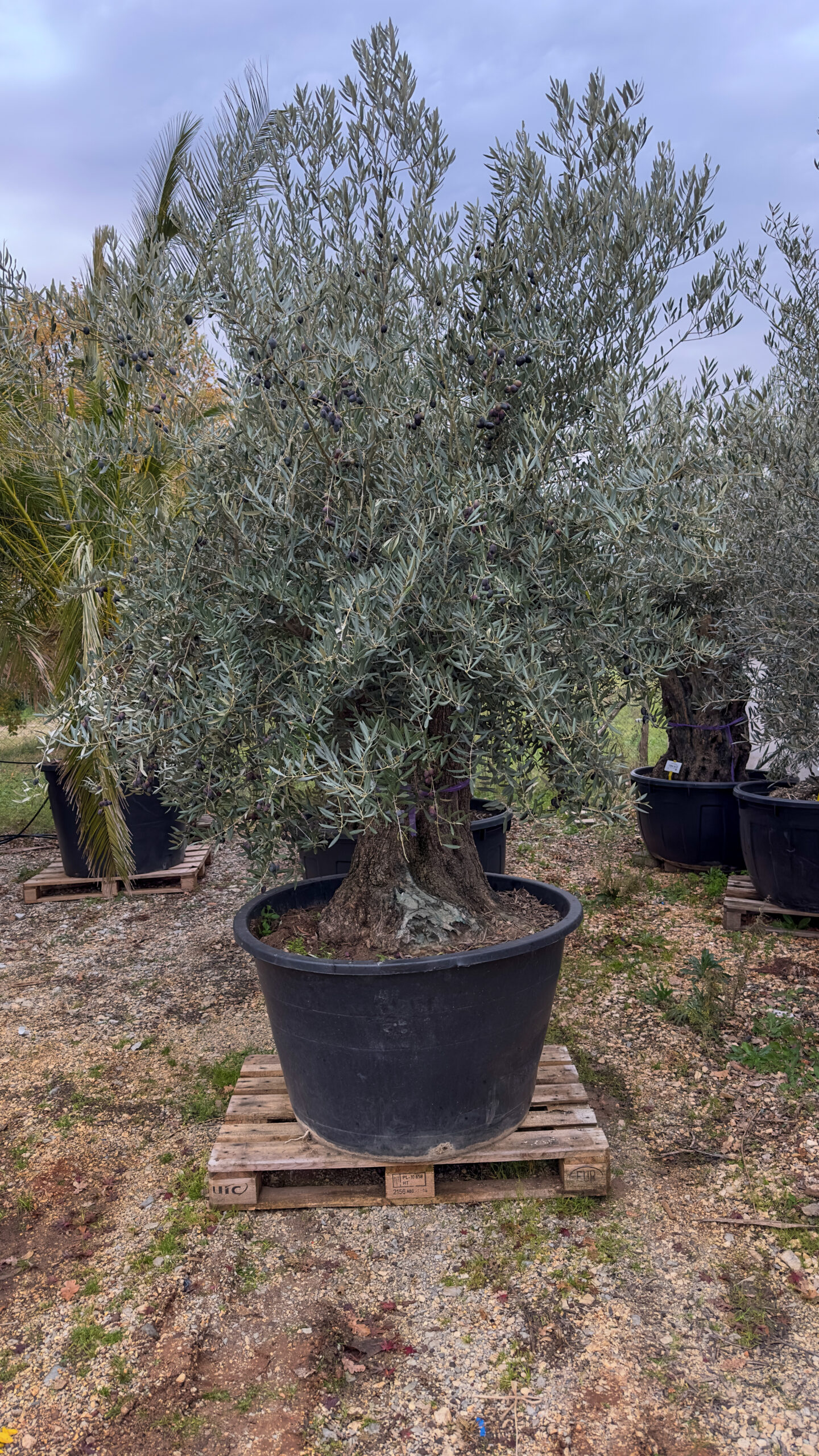 Olea europaea 'rustic' obujam debla 100-120