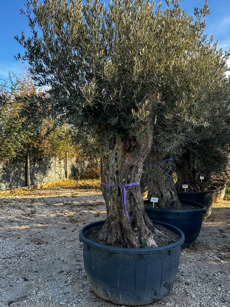 Olea europaea ‘rustic’ obujam debla 120-140