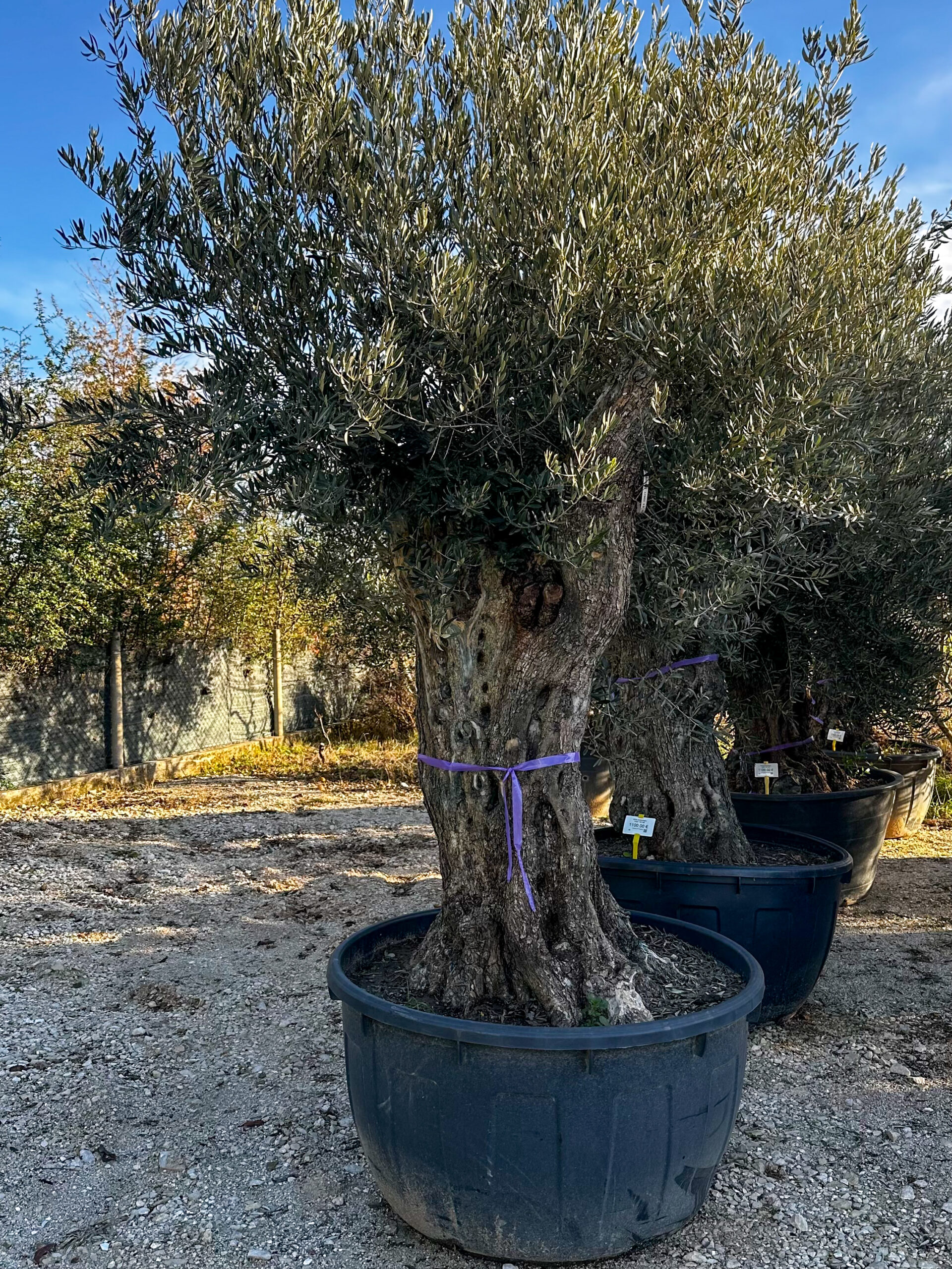 Olea europaea 'rustic' obujam debla 120-140