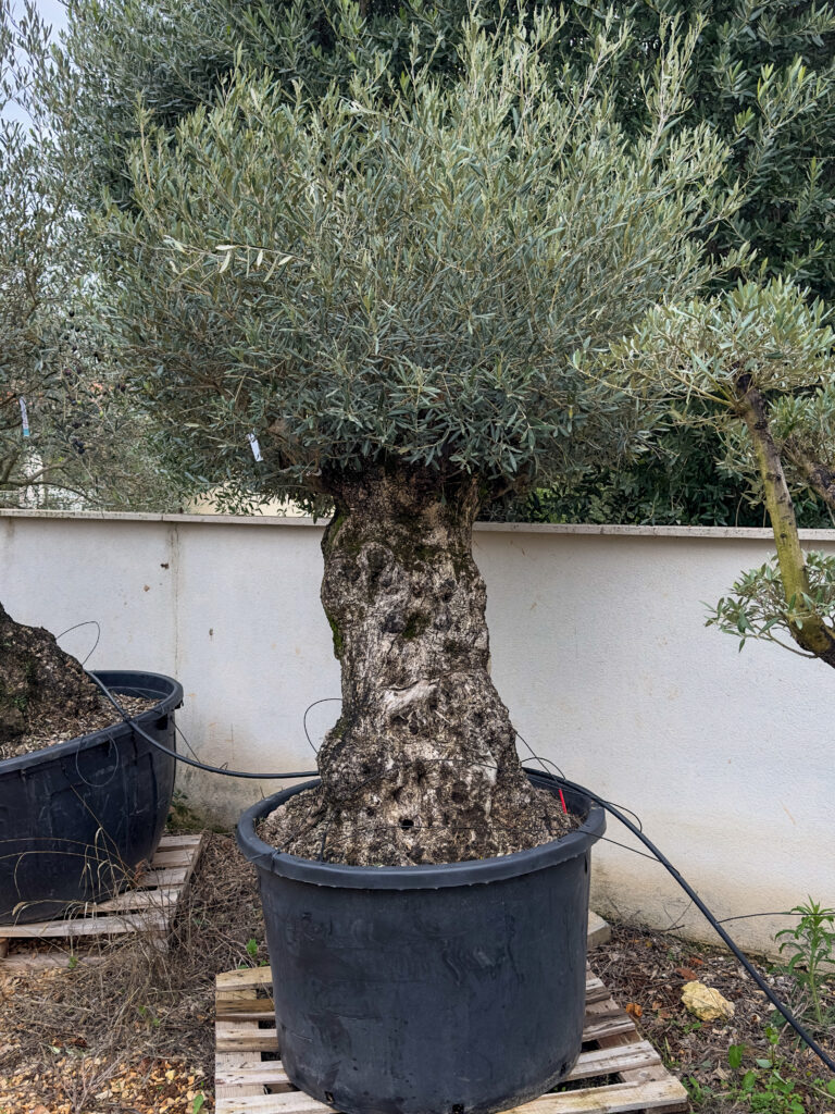 Olea europaea ‘rustic’ obujam debla 140-160