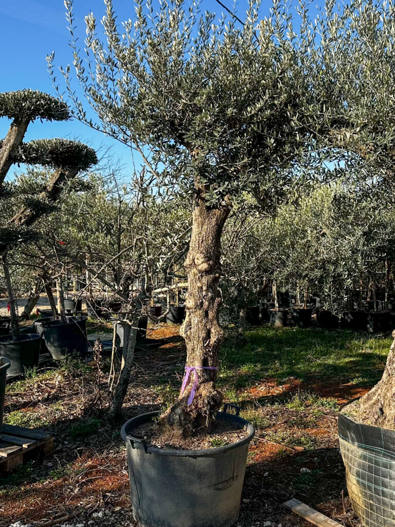 Olea europaea ‘rustic’ obujam debla 40-50