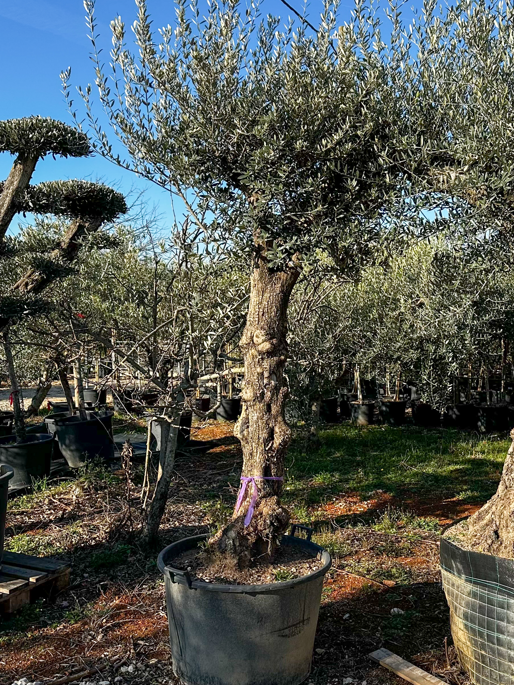 Olea europaea 'rustic' obujam debla 40-50