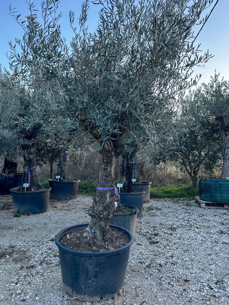 Olea europaea ‘rustic’ obujam debla 50-60