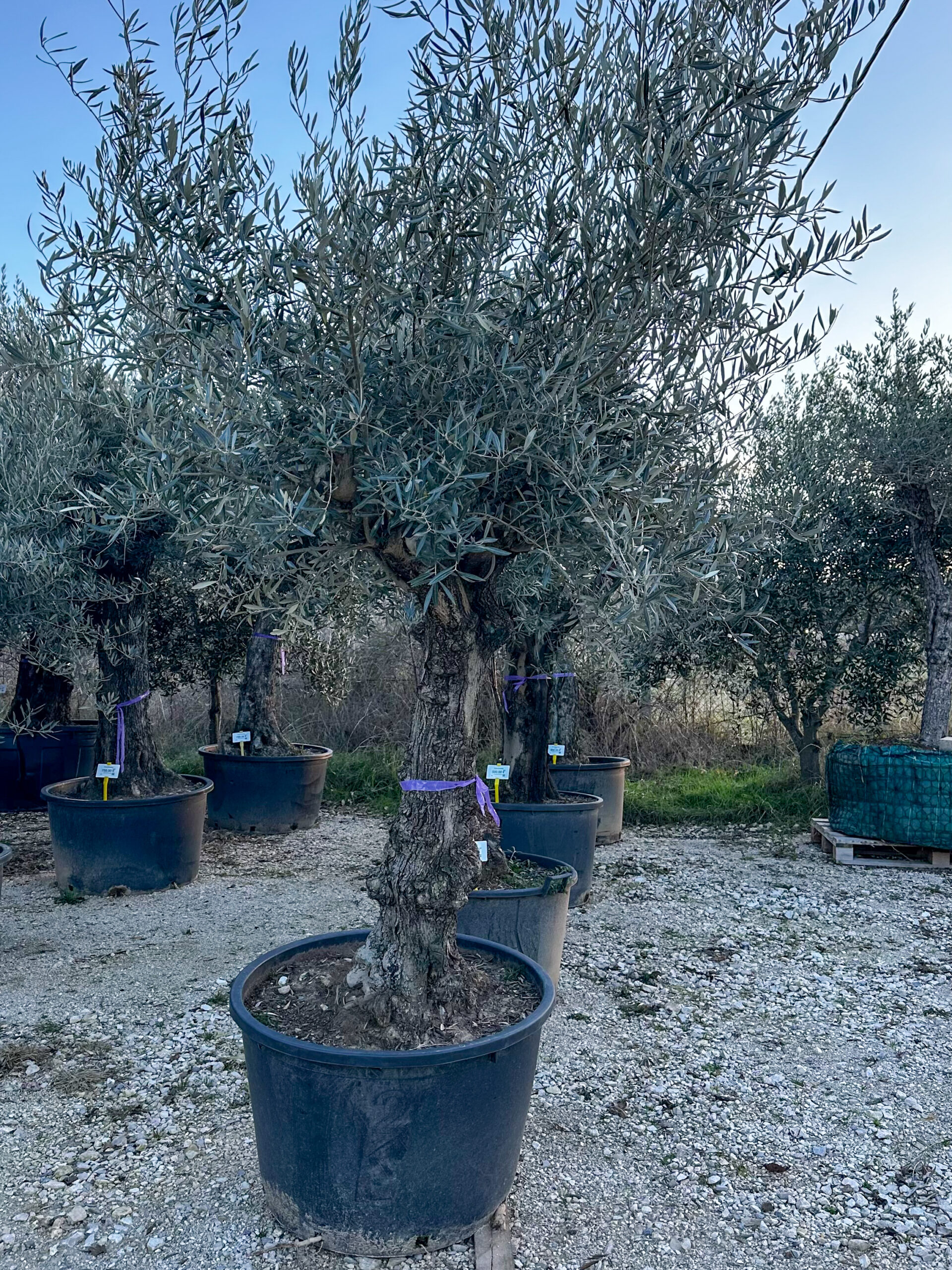 Olea europaea 'rustic' obujam debla 50-60