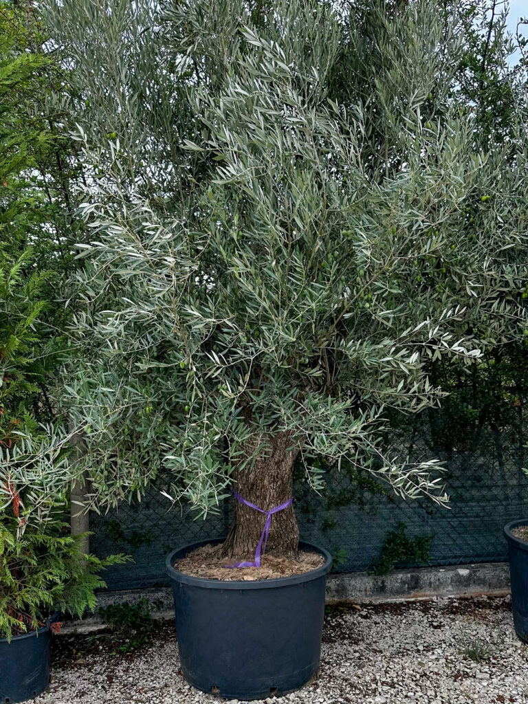 Olea europaea ‘rustic’ obujam debla 60-80
