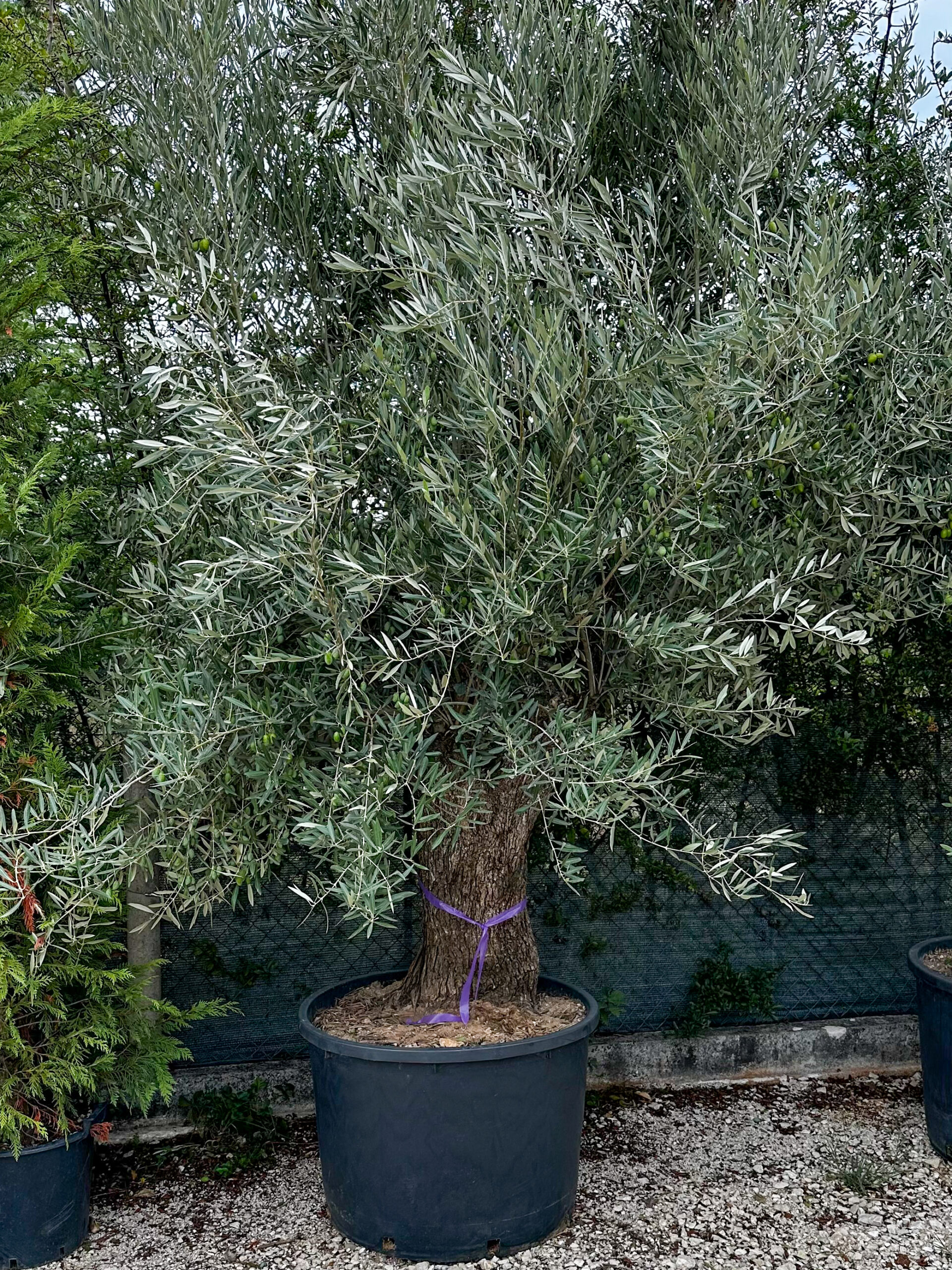 Olea europaea 'rustic' obujam debla 60-80