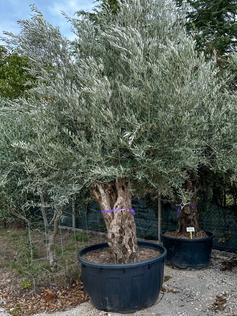 Olea europaea ‘rustic’ obujam debla 80-100