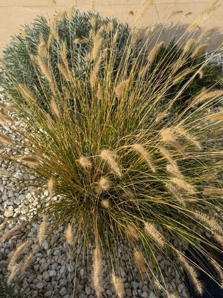 Pennisetum alopecuiroides