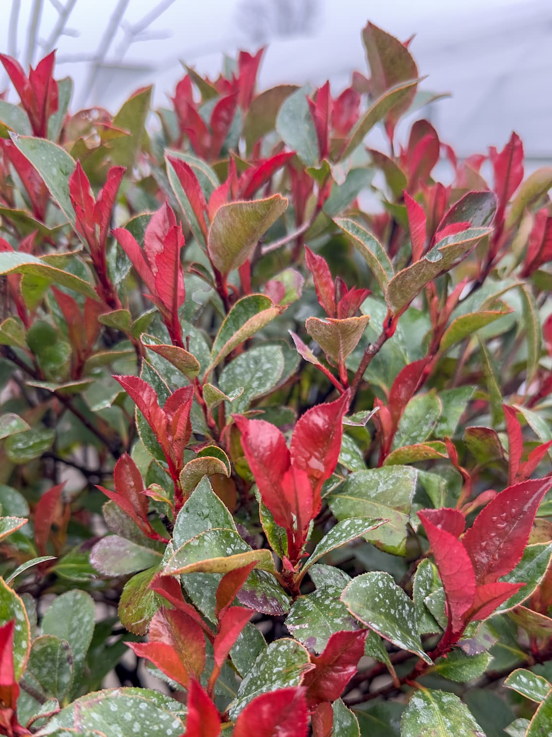 Photinia fraserii 'red robin' nanum