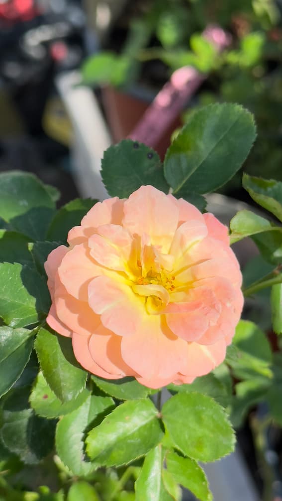 Rosa mailland – Ruža mejlandica