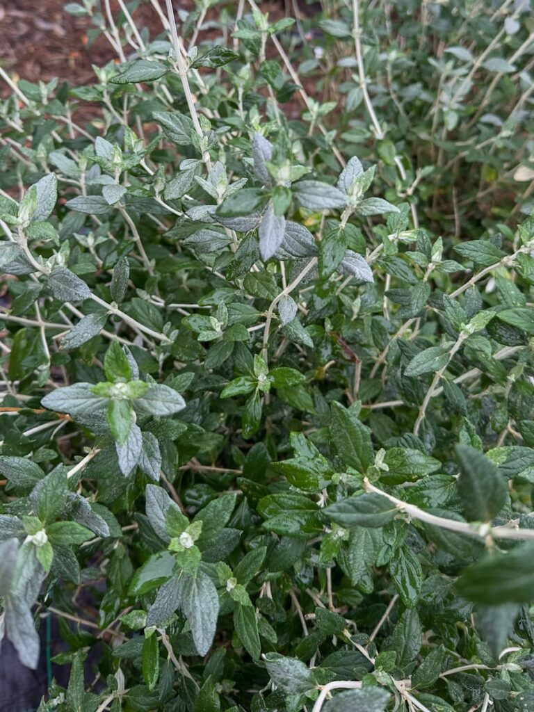 Teucrium fruticans – Dubačac