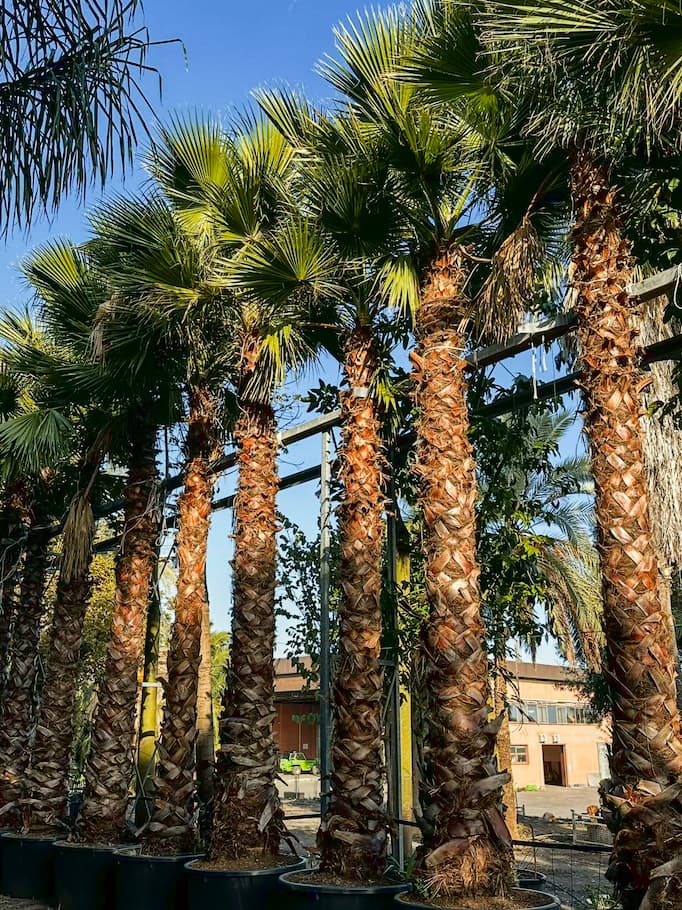 Washingtonia robusta