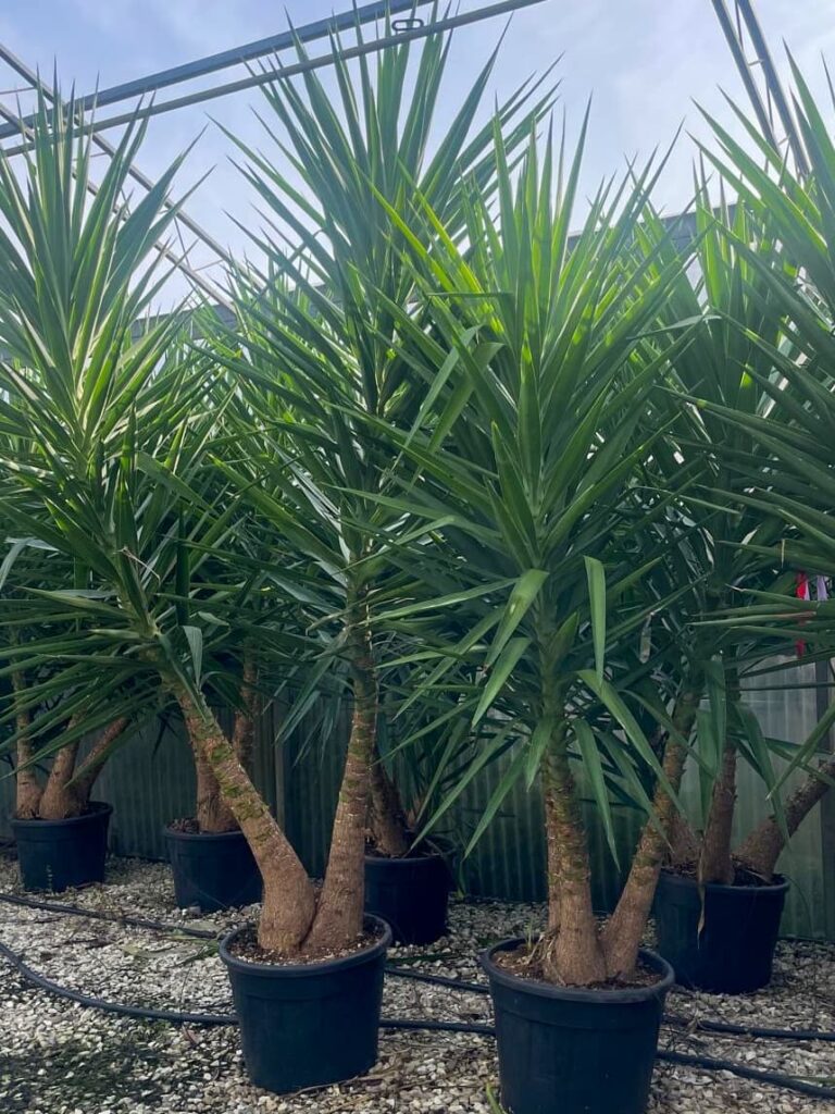 Yucca elephantipes “variegata”