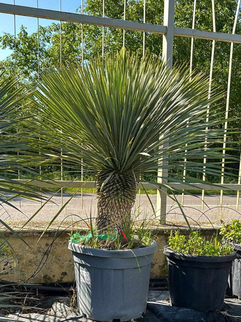 Yucca rostrata